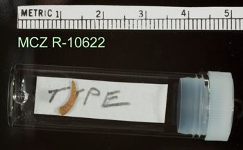 Media type: image;   Herpetology R-10622
